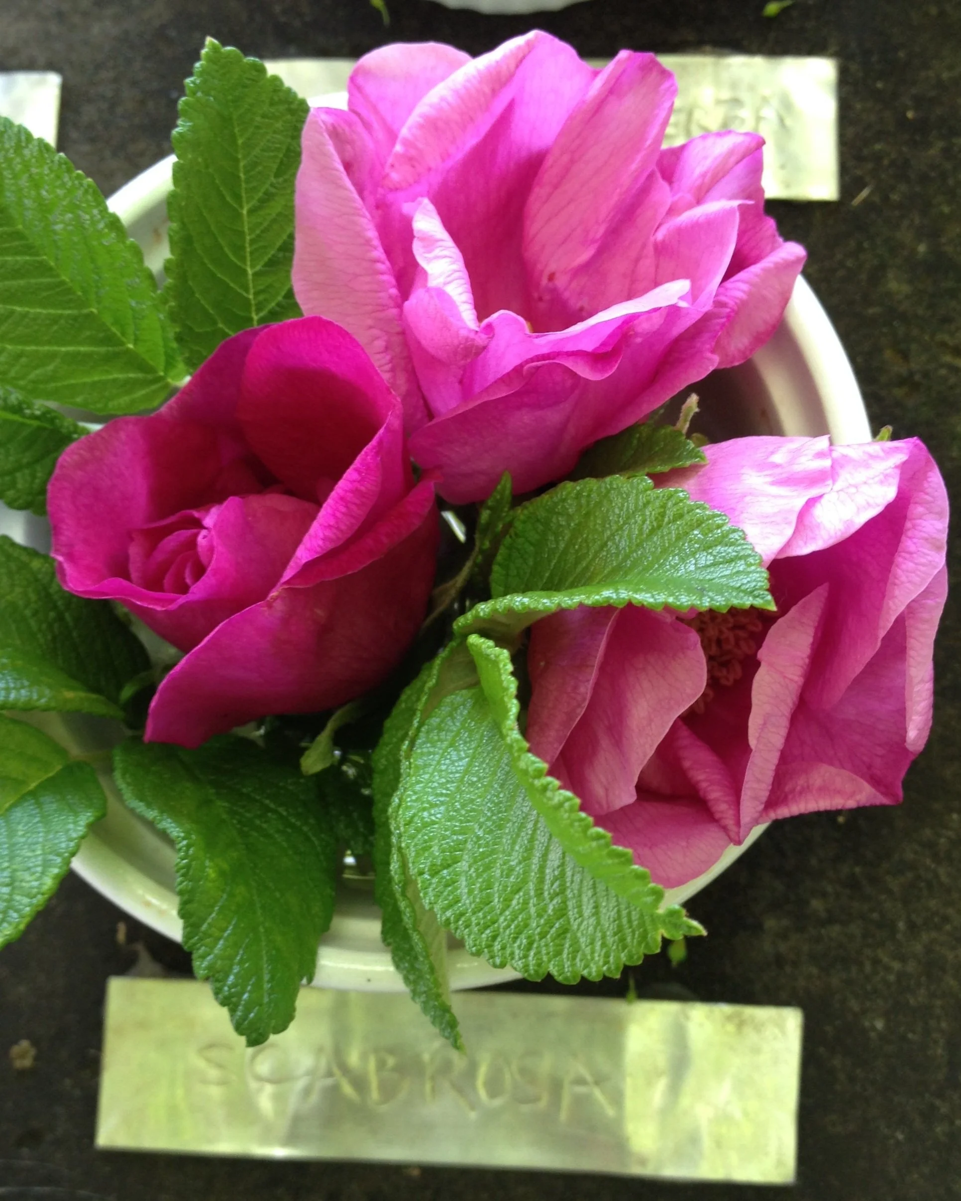 Scabrosa Rose — Corn Hill Nursery
